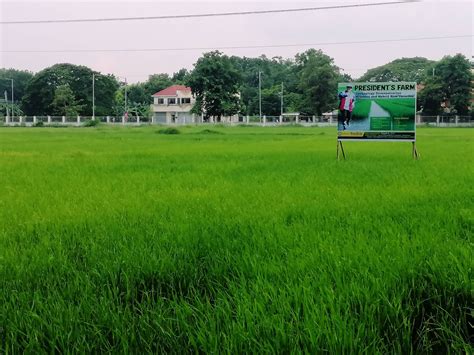 nsic rc 508 rice variety characteristics|President’s Farm is verdant green with the newly .